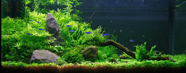 Aquascape