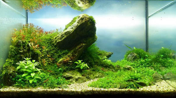 2nd Place ASE - Aquascaping Contest 2011 - Nano