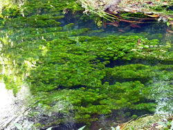 Habitat