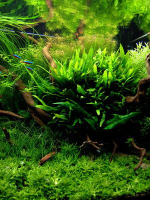 Aquascape