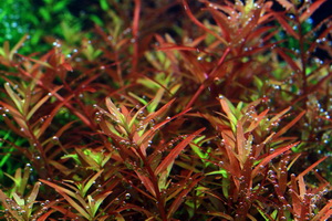 Aquatic Plants