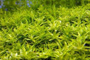 Aquatic Plants