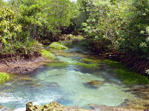 Habitat
