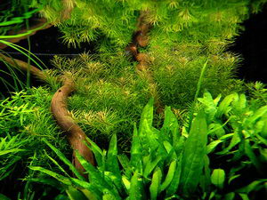 Aquascape