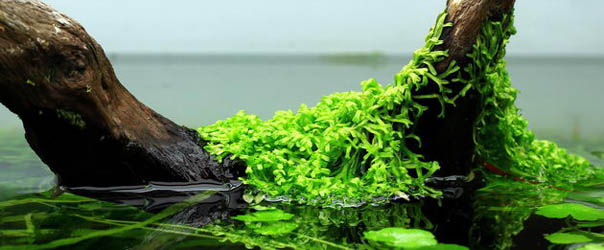 Aquatic Plants