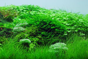 Aquascape