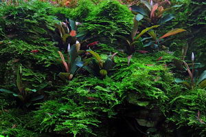 Aquatic Plants