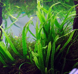 Aquatic Plants