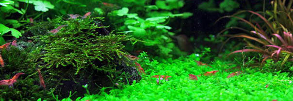 Aquatic Plants