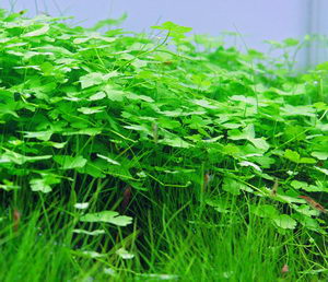 Aquatic Plants