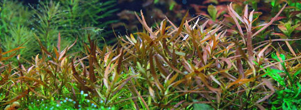 Aquatic Plants