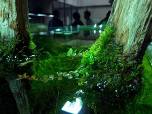 Aquascape