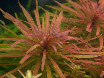 Aquatic Plants