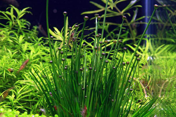 Aquatic Plants