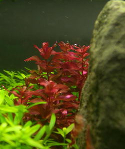 Aquatic Plants