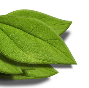 Vital Plants