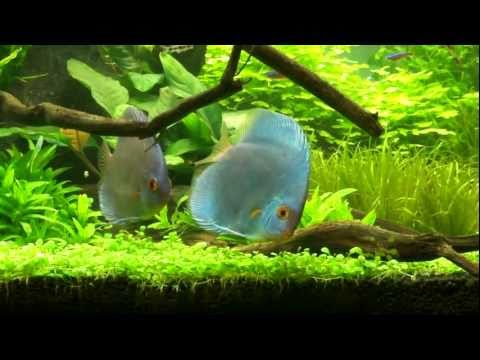 Video auf YouTube