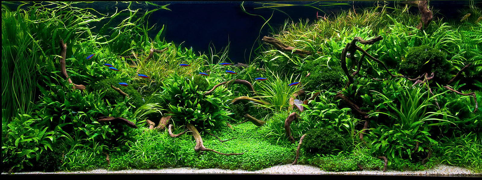 Aqua Rebell und das Aquascaping - Aqua Rebell