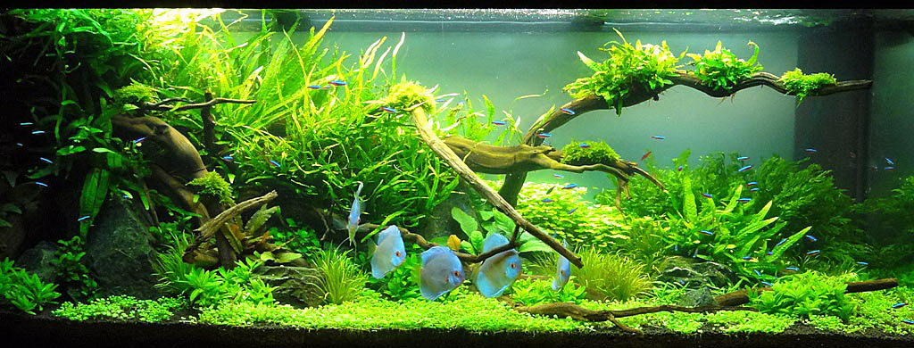 Adrie Baumann und das Aquascaping - Aqua Rebell
