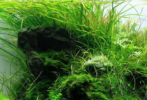 Aquatic Plants