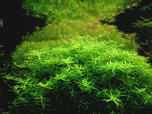 Aquatic Plants